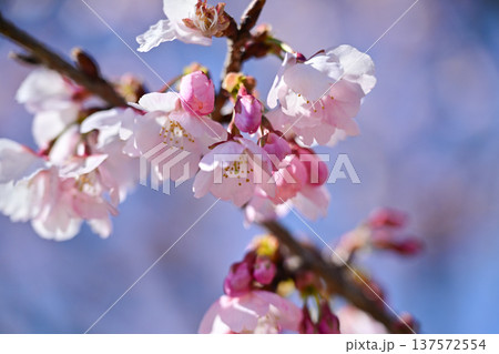北浅羽桜堤公園 北浅羽桜堤公園 137572554