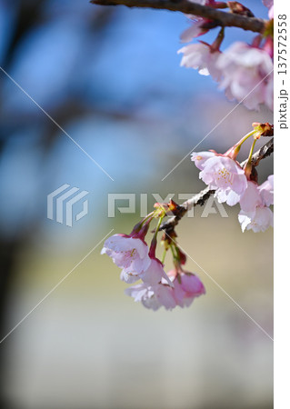 北浅羽桜堤公園 137572558