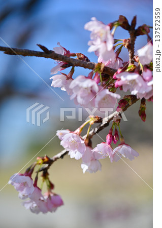 北浅羽桜堤公園 北浅羽桜堤公園 137572559