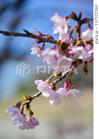 北浅羽桜堤公園 北浅羽桜堤公園 137572560