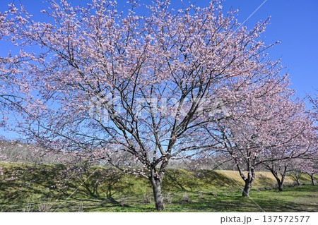 北浅羽桜堤公園 北浅羽桜堤公園 137572577