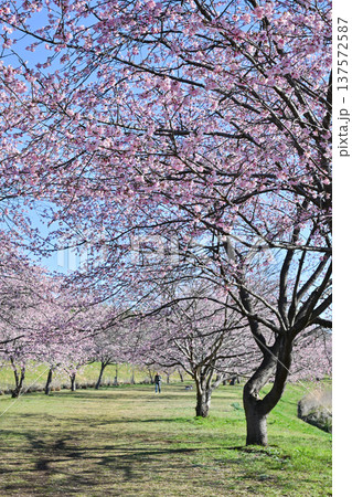 北浅羽桜堤公園 北浅羽桜堤公園 137572587