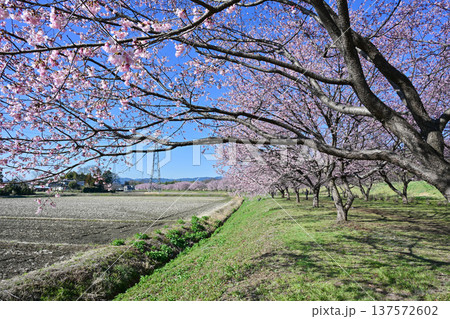 北浅羽桜堤公園 北浅羽桜堤公園 137572602