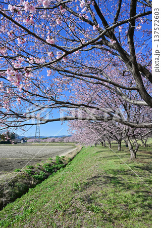北浅羽桜堤公園 北浅羽桜堤公園 137572603