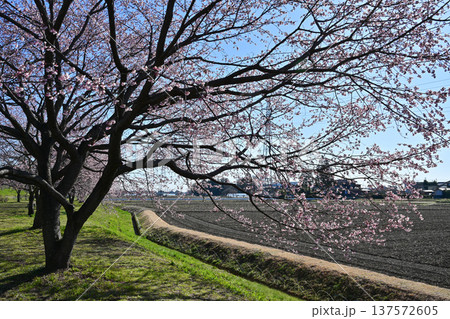 北浅羽桜堤公園 北浅羽桜堤公園 137572605