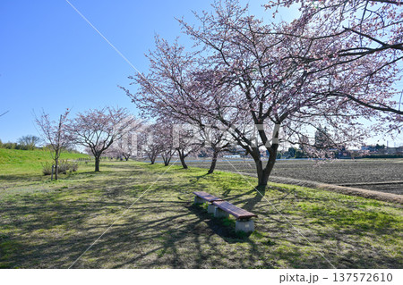 北浅羽桜堤公園 北浅羽桜堤公園 137572610