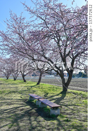 北浅羽桜堤公園 北浅羽桜堤公園 137572612