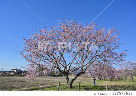 北浅羽桜堤公園 137572613
