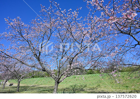 北浅羽桜堤公園 137572620
