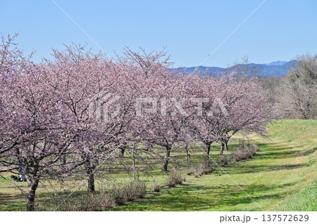 北浅羽桜堤公園 北浅羽桜堤公園 137572629
