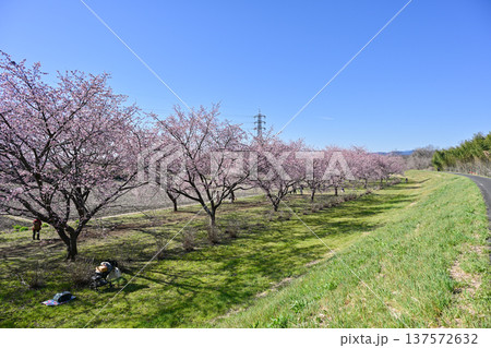 北浅羽桜堤公園 137572632