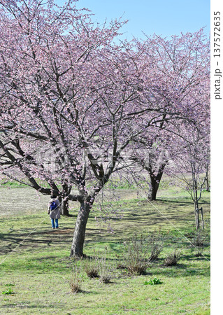 北浅羽桜堤公園 137572635