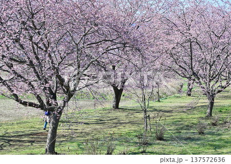 北浅羽桜堤公園 北浅羽桜堤公園 137572636