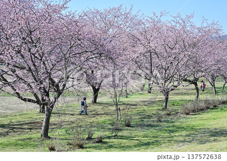 北浅羽桜堤公園 北浅羽桜堤公園 137572638