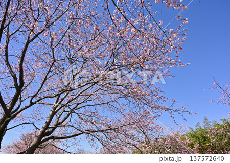 北浅羽桜堤公園 北浅羽桜堤公園 137572640