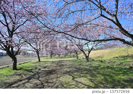 北浅羽桜堤公園 北浅羽桜堤公園 137572656