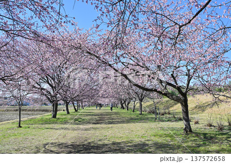 北浅羽桜堤公園 137572658