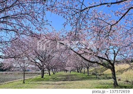 北浅羽桜堤公園 北浅羽桜堤公園 137572659