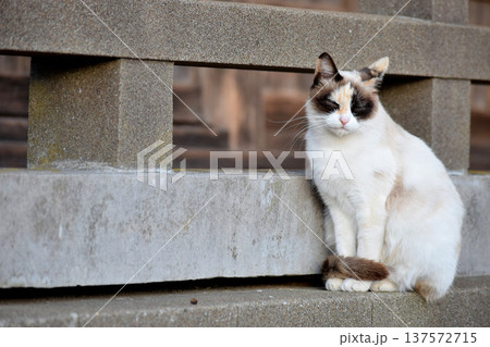 休む猫 休む猫 137572715