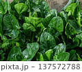 濃い緑色をした冬野菜の旬を迎えた濃い緑の美濃い緑色をした冬野菜の旬を迎えた濃い緑の美味しそうな法蓮草 137572788