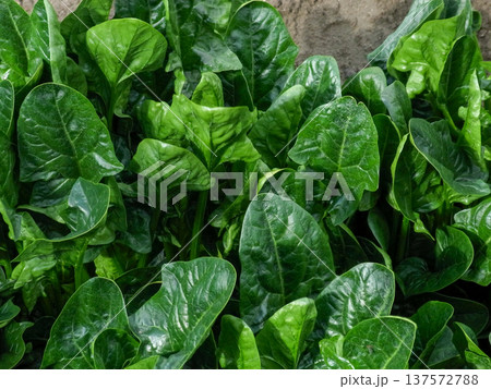 濃い緑色をした冬野菜の旬を迎えた濃い緑の美濃い緑色をした冬野菜の旬を迎えた濃い緑の美味しそうな法蓮草 137572788