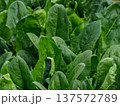 濃い緑色をした冬野菜の旬を迎えた濃い緑の美濃い緑色をした冬野菜の旬を迎えた濃い緑の美味しそうな法蓮草 137572789