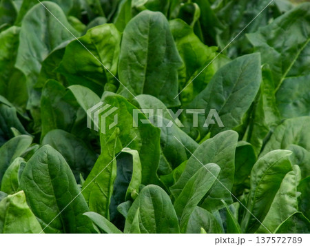 濃い緑色をした冬野菜の旬を迎えた濃い緑の美濃い緑色をした冬野菜の旬を迎えた濃い緑の美味しそうな法蓮草 濃い緑色をした冬野菜の旬を迎えた濃い緑の美濃い緑色をした冬野菜の旬を迎えた濃い緑の美味しそうな法蓮草 137572789