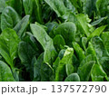 濃い緑色をした冬野菜の旬を迎えた濃い緑の美濃い緑色をした冬野菜の旬を迎えた濃い緑の美味しそうな法蓮草 137572790