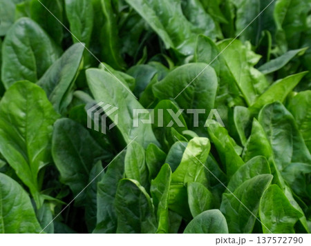 濃い緑色をした冬野菜の旬を迎えた濃い緑の美濃い緑色をした冬野菜の旬を迎えた濃い緑の美味しそうな法蓮草 濃い緑色をした冬野菜の旬を迎えた濃い緑の美濃い緑色をした冬野菜の旬を迎えた濃い緑の美味しそうな法蓮草 137572790