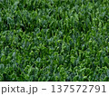 濃い緑色をした冬野菜の旬を迎えた濃い緑の美濃い緑色をした冬野菜の旬を迎えた濃い緑の美味しそうな法蓮草 137572791