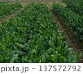 濃い緑色をした冬野菜の旬を迎えた濃い緑の美濃い緑色をした冬野菜の旬を迎えた濃い緑の美味しそうな法蓮草 137572792