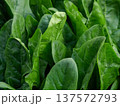 濃い緑色をした冬野菜の旬を迎えた濃い緑の美濃い緑色をした冬野菜の旬を迎えた濃い緑の美味しそうな法蓮草 137572793