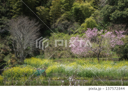 里山の春 里山の春 137572844