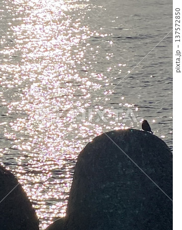 太平洋の水平線から昇る朝日。キラキラ煌めく海。それを見つめる小鳥。ドラマチックで縁起のいい風景。 太平洋の水平線から昇る朝日。キラキラ煌めく海。それを見つめる小鳥。ドラマチックで縁起のいい風景。 137572850