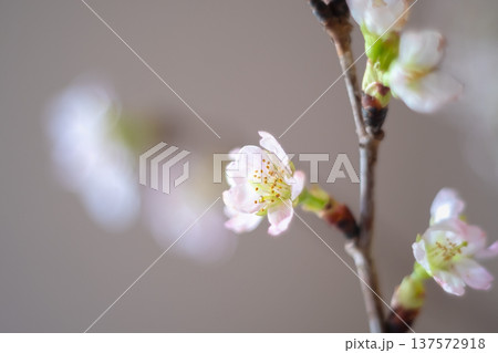 春の訪れを告げる啓翁桜 137572918
