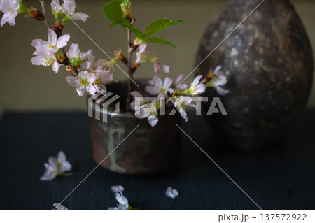 春の訪れを告げる啓翁桜 春の訪れを告げる啓翁桜 137572922