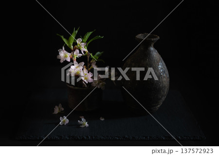 春の訪れを告げる啓翁桜 137572923