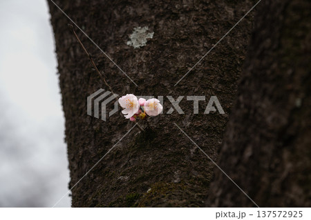 胴吹き桜 胴吹き桜 137572925