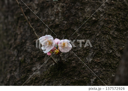 胴吹き桜 胴吹き桜 137572926