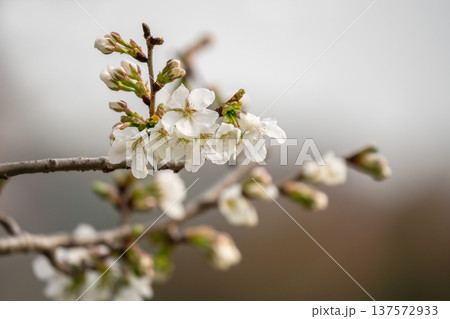 桜の花のクローズアップ 桜の花のクローズアップ 137572933