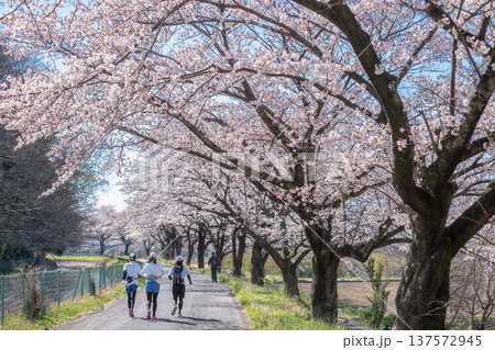 満開の桜並木でランニング 137572945