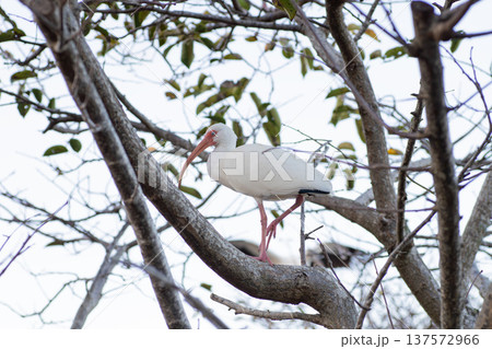 木に留まるシロトキ 137572966