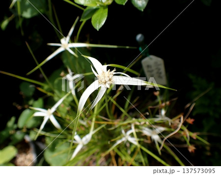 シラサギカヤツリ 137573095