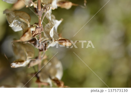Monkey flower Monkey flower 137573130
