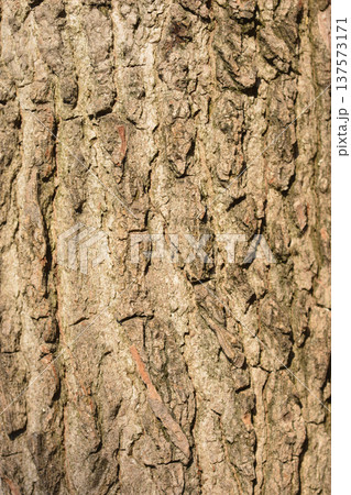 American sweetgum 137573171