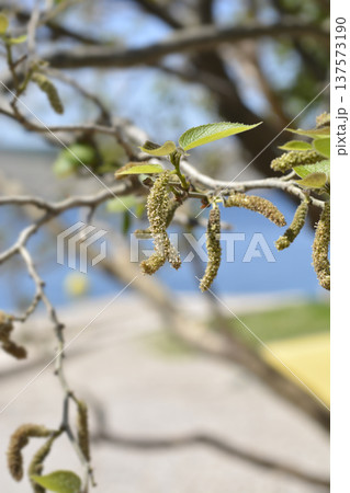 Paper mulberry 137573190