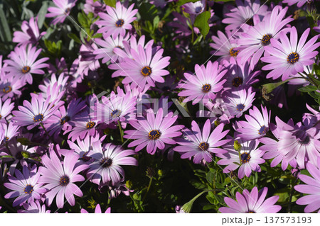African daisy 137573193