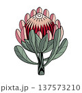 Hand drawn Protea flower graphic. Protea line drawing isolated on white background. Vector illustration. 137573210