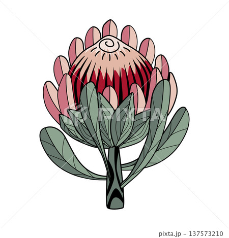 Hand drawn Protea flower graphic. Protea line drawing isolated on white background. Vector illustration. Hand drawn Protea flower graphic. Protea line drawing isolated on white background. Vector illustration. 137573210