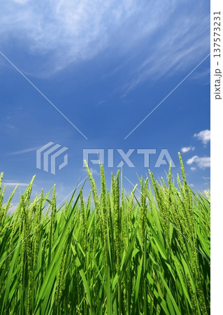 夏の郊外の稲穂を付けた生育順調な田んぼの稲 夏の郊外の稲穂を付けた生育順調な田んぼの稲 137573231